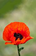 Image result for Poppy Flower Red Smoke