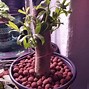 Image result for Weeping Willow Bonsai Tree