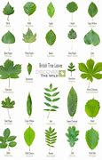 Image result for Red Leaf Trees Identification