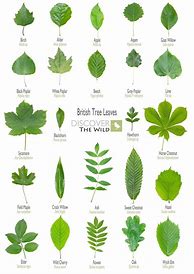 Image result for Leaf Identification Sheet