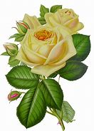 Image result for White Rose Transparent