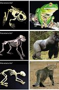 Image result for Different Animal Skeletons