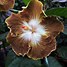 Image result for Brown Colored Flowers