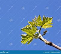 Image result for Grape Leaf Shape