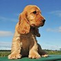 Image result for Show-Type Cocker Spaniel