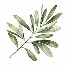 Image result for Olive Branch On Black Background