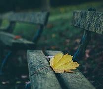 Image result for Leaf Pile Stock Photos