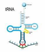 Image result for RNA Illustration