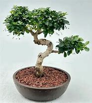 Image result for Best Way to Shape a Fukien Tea Bonsai