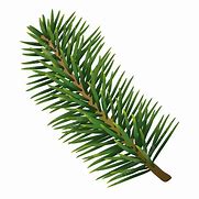 Image result for Pine Tree Leaves Vector