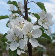 Image result for Simple 2D Apple Tree