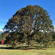 Image result for White Oak Tree HD