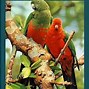 Image result for Cute Parrot Coloring Pages