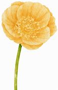 Image result for Yellow Poppy Banner