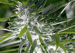 Image result for Pot Leaf Decal