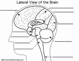 Image result for Labeled Brain Diagram Worksheet