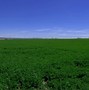 Image result for Alfalfa Hay Cubes