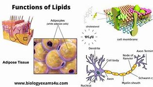 Image result for Lipid Biomolecule