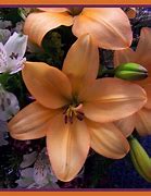 Image result for Peach Colored Flowers