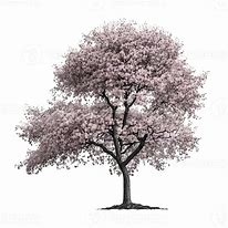 Image result for Cherry Blossom Tree Bark