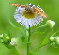 Image result for Thermopsis Fraxinifolia