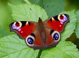 Image result for Butterfly to Color Printable