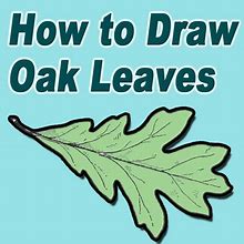 Image result for Pencil Drawing of an Oak Leaf