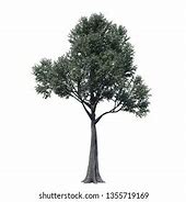 Image result for Aspen Tree Silhouette No Background