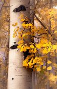 Image result for Aspen Trees in Autumn