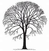 Image result for Elm Tree SVG