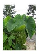 Image result for Tropical Plants Zone 9