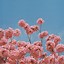 Image result for Baby Pink Aesthetic Wallpaper Flowers