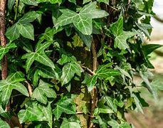 Image result for Tree Ivy and Vines Stock-Photo