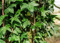 Image result for Ivy Vines On Legs