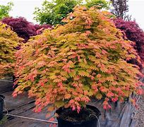 Image result for Acer Shirasawanum