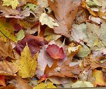 Image result for Leaf Pile Texture