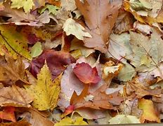 Image result for Leaf Pile No Background