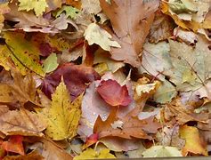 Image result for How to Draw a Leaf Pile