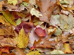 Image result for Leaf Pile Coloring Page