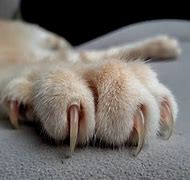 Image result for Cat Claws Extended