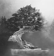 Image result for Bonsai Tree Drawings Pencil