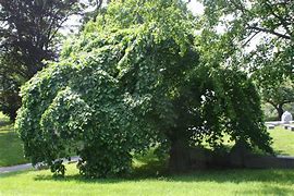 Image result for Weeping Elm Tree