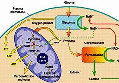 Image result for Photosynthesis and Cell Respiration