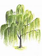 Image result for Shrub Willow Illustration