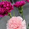 Image result for Pink Floral Openings Available Pic