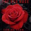 Image result for Red Rose Singlr for GF