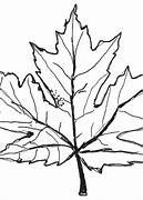 Image result for Maple Leaf Template