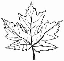 Image result for Big Leaf Maple Tree Drawing