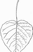 Image result for Aspen Leaf Clip Art