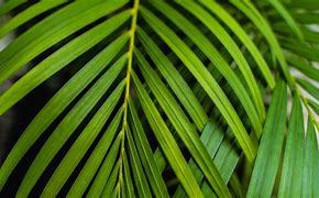 Image result for Areca Palm Florist Leaf